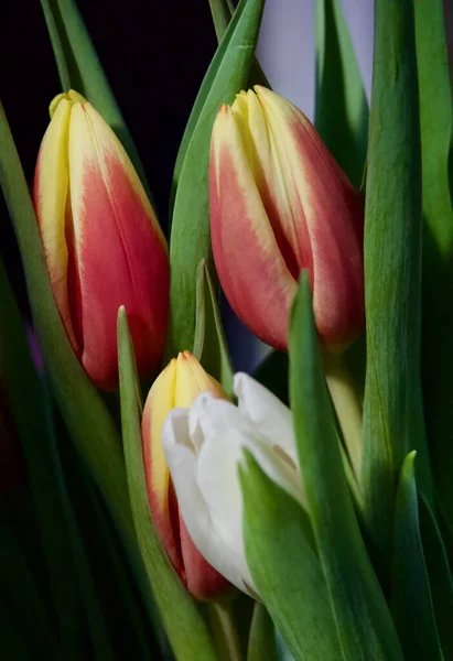 Красивые Тюльпаны Вазе Черном Фоне — стоковое фото