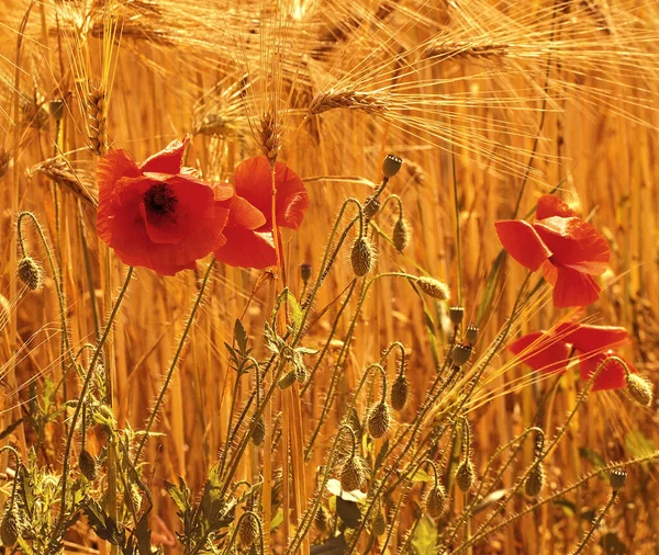 Beau Paysage Été Avec Des Fleurs Pavot Rouge — Photo