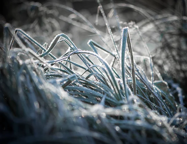 Close Van Een Dennennaald Sneeuw — Stockfoto