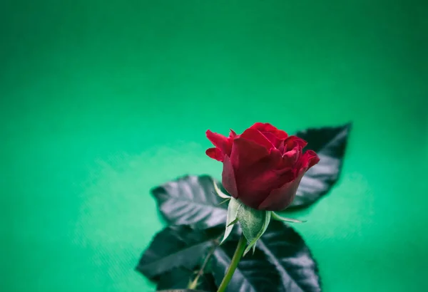 Hermosas Rosas Sobre Fondo Oscuro —  Fotos de Stock