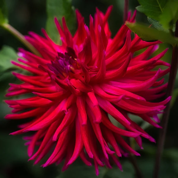 庭の美しい赤いダリアの花 — ストック写真