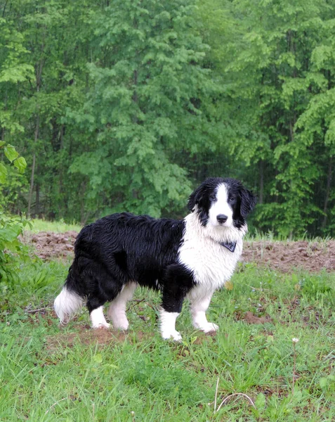 Чёрно Белая Колли Собака — стоковое фото