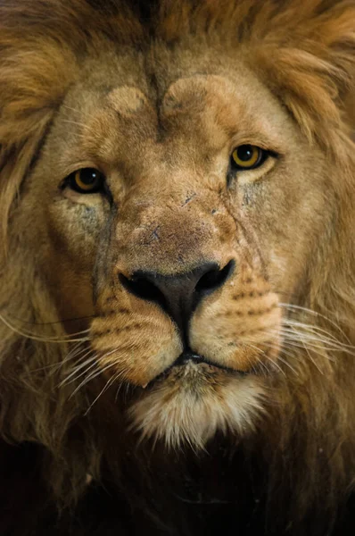 Крупный План Самца Льва Смотрящего Камеру — стоковое фото