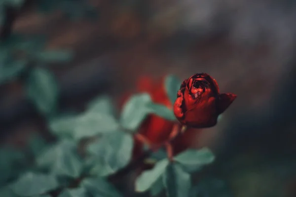 Piękne Czerwone Róże Ogrodzie — Zdjęcie stockowe