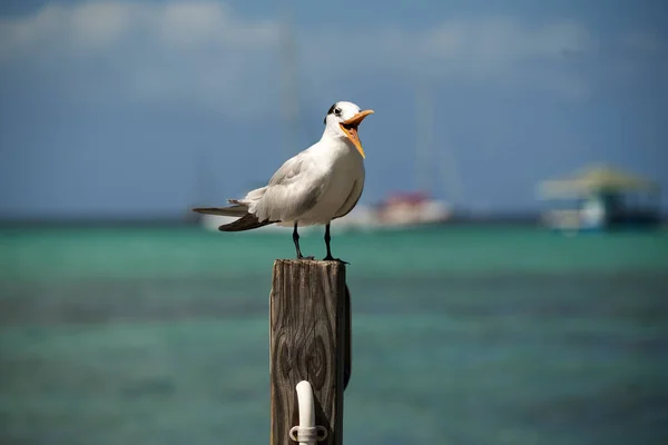 Gaviota Playa — Foto de Stock