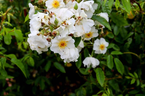 Flores Blancas Arbusto Con Fondo Verde — Foto de Stock