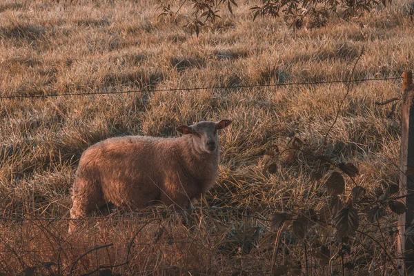 Een Bruinharige Bizon Het Bos — Stockfoto