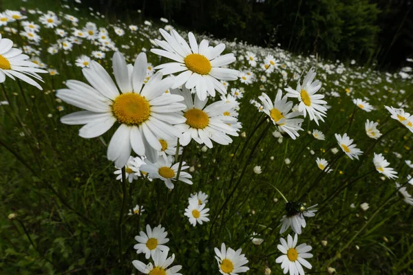 Weiße Gänseblümchen Garten — Stockfoto