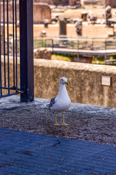 Gabbiano Sul Tetto Della Città Venezia — Foto Stock