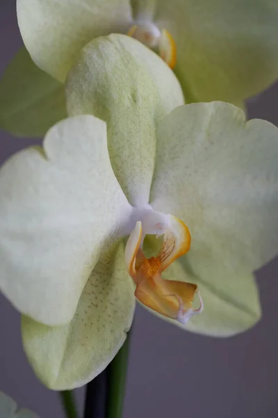 Flor Orquídea Blanca Jardín —  Fotos de Stock