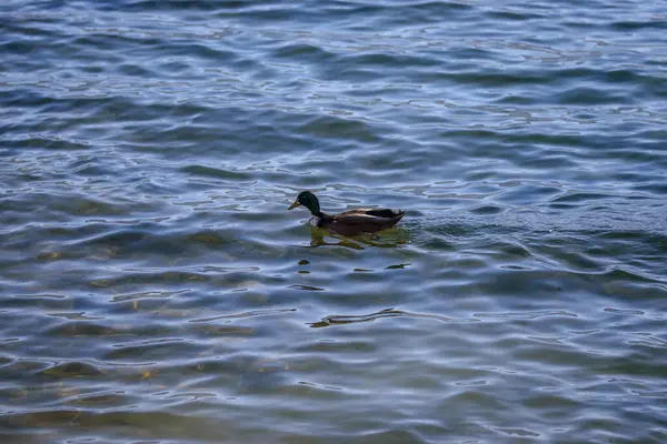 Bird Swimming Water — Stock Photo, Image