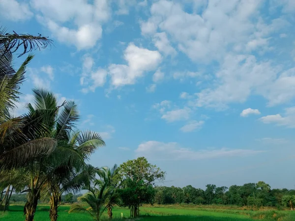 Parktaki Yeşil Palmiye Ağacı — Stok fotoğraf