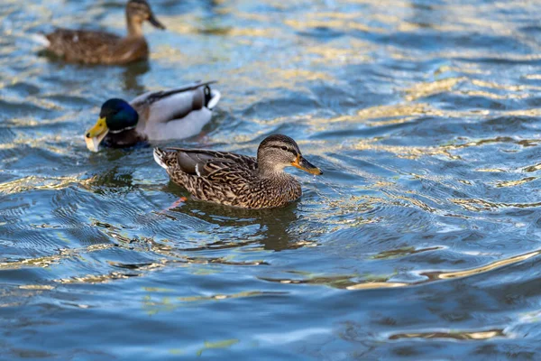 Divoká Kachna Jezeře — Stock fotografie