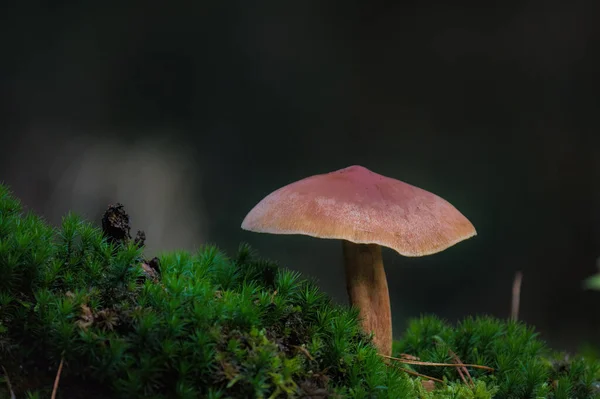 Champignon Dans Forêt — Photo