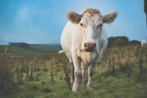 Uma Vaca Prado Verde — Fotografia de Stock