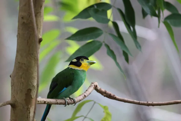 Pájaro Una Rama Bosque — Foto de Stock