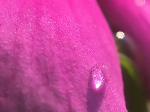 Macro Uma Tulipa Rosa Com Gotas Orvalho — Fotografia de Stock