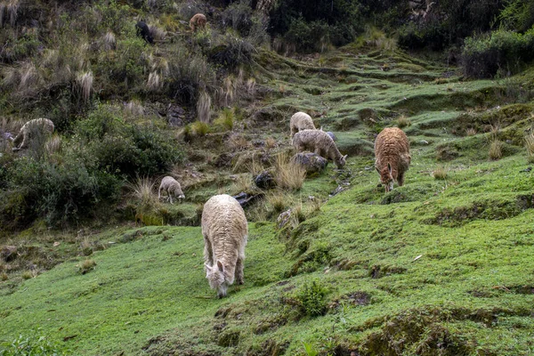 Πρόβατα Βόσκηση Στο Βουνό — Φωτογραφία Αρχείου
