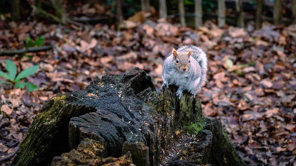 Squirrel Forest — Stock Photo, Image