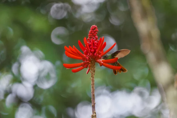 Red Flower Garden — Stock Photo, Image