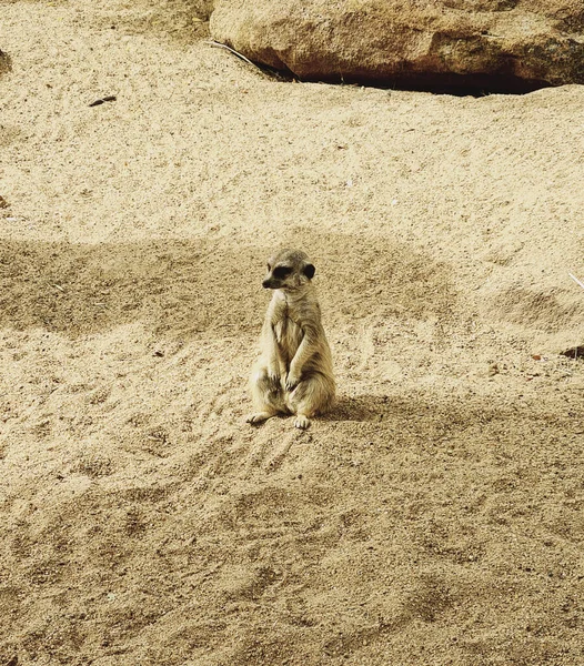 Mono Sentado Suelo — Foto de Stock