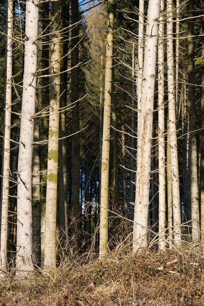 Bela Floresta Outono — Fotografia de Stock