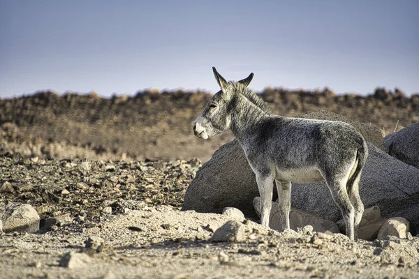 Egy Közeli Kép Egy Fiatal Szarvasról Sivatagban — Stock Fotó