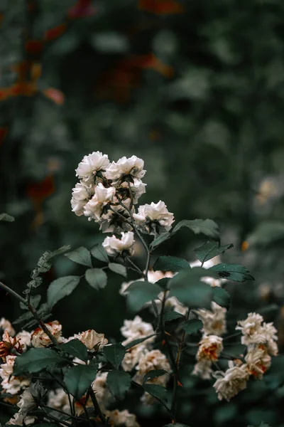 Krásný Botanický Záběr Přírodní Tapety — Stock fotografie