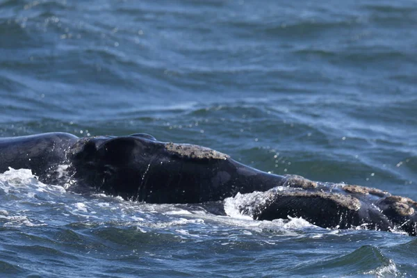 Una Gran Ballena Mar — Foto de Stock