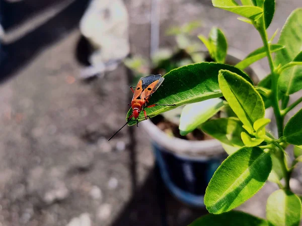 Piękny Motyl Liściu — Zdjęcie stockowe