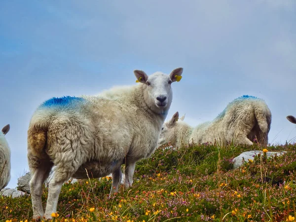 Овцы Горах — стоковое фото