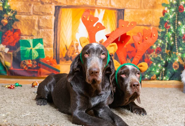 Χαριτωμένος Σκύλος Χριστουγεννιάτικη Διακόσμηση Στο Πάτωμα — Φωτογραφία Αρχείου