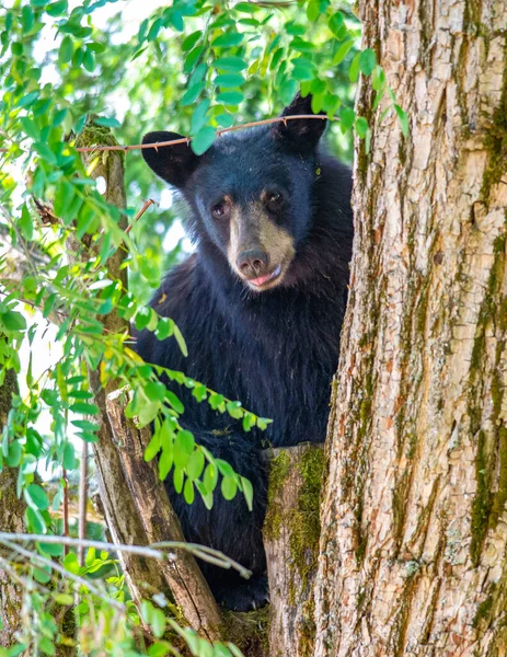 Urso Negro Floresta — Fotografia de Stock