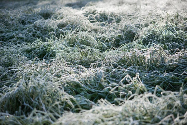 靠近田里的白雪植物 — 图库照片