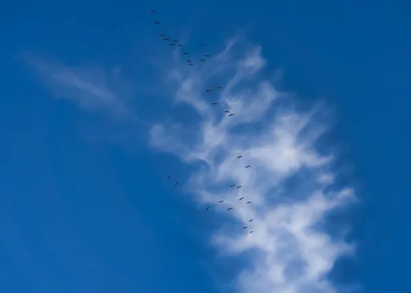 Σμήνος Πτηνών Που Πετούν Στον Ουρανό — Φωτογραφία Αρχείου