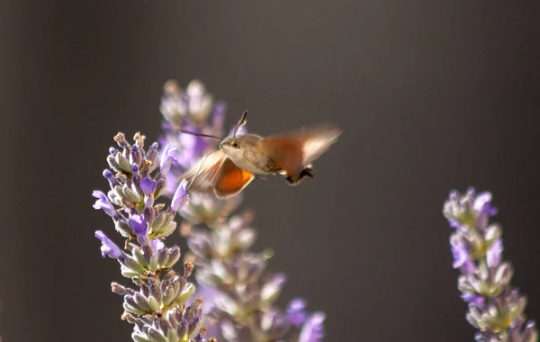 Ένα Κοντινό Πλάνο Μιας Μέλισσας Που Κάθεται Ένα Λουλούδι Λεβάντας — Φωτογραφία Αρχείου