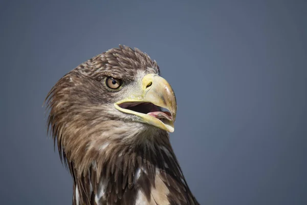 Nahaufnahme Eines Vogels — Stockfoto