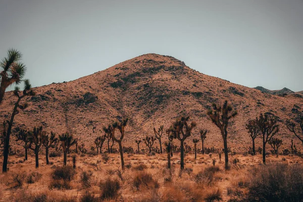 Krásná Krajina Negev Pouště Údolí Namib Namibie — Stock fotografie