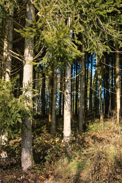 Vacker Skog Hösten — Stockfoto