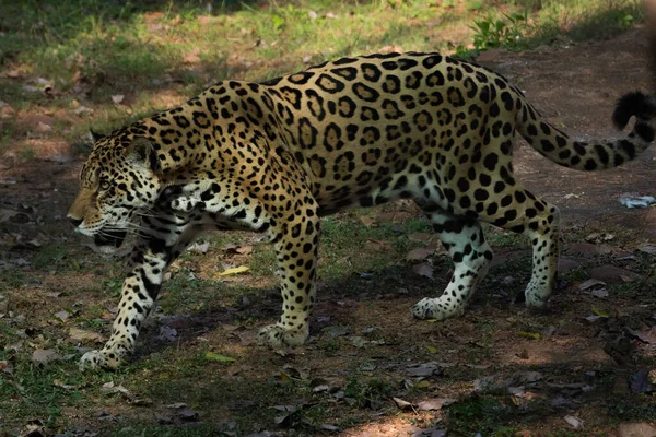 Leopárd Állatkertben — Stock Fotó