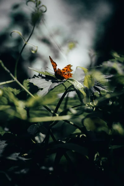 Красивий Метелик Траві — стокове фото