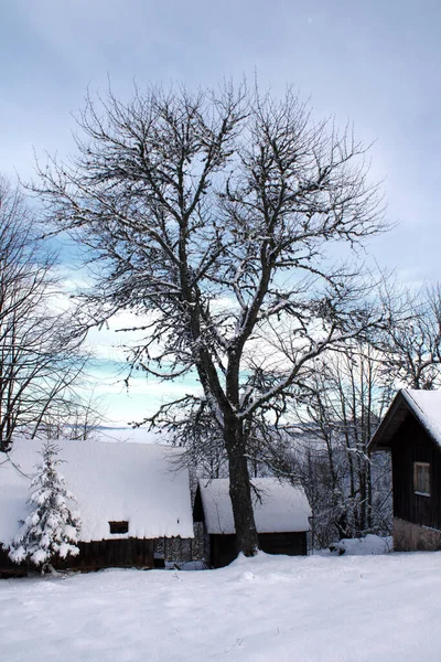 Pemandangan Musim Dingin Dengan Pohon Tertutup Salju — Stok Foto