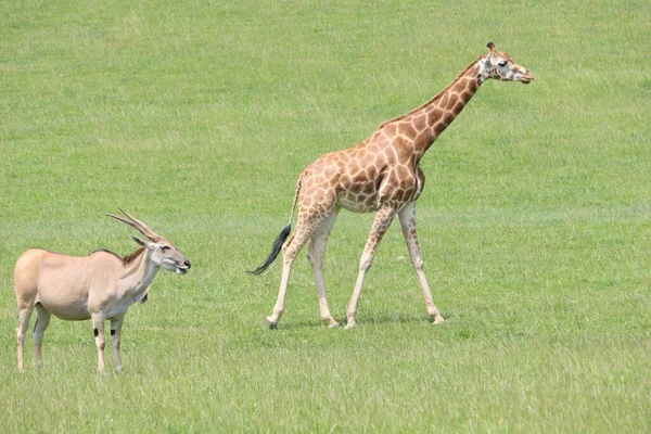 Giraffe Grass — Stock Photo, Image