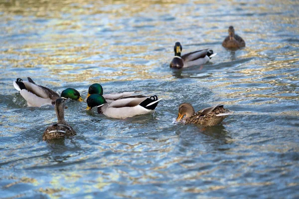 Πάπια Mallard Στη Λίμνη — Φωτογραφία Αρχείου