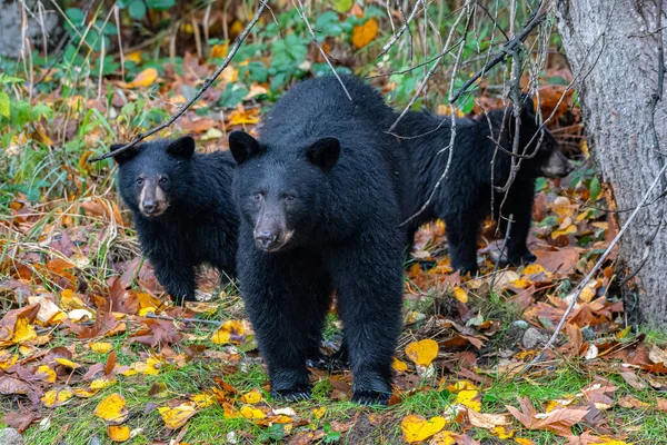 Orso Nero Nella Foresta — Foto Stock