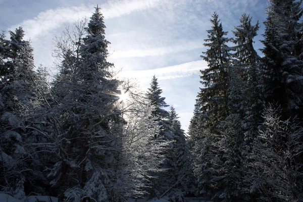 雪に覆われた木々の冬の風景 — ストック写真