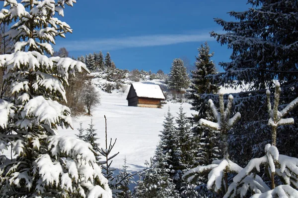 Prachtig Winterlandschap Met Besneeuwde Bomen — Stockfoto