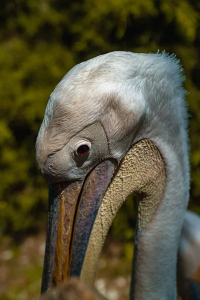 Nahaufnahme Eines Pelikans — Stockfoto