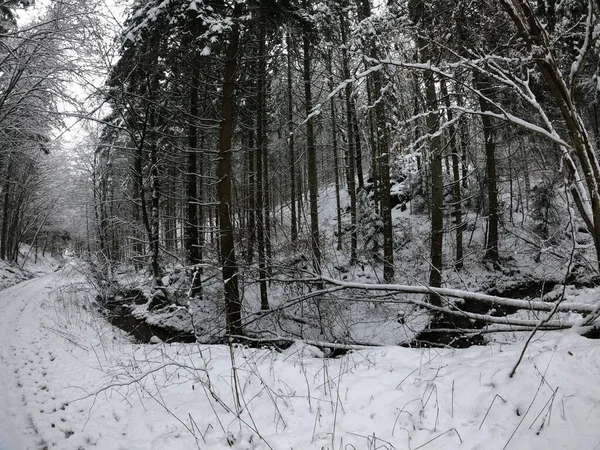 雪地里的冬季森林 — 图库照片