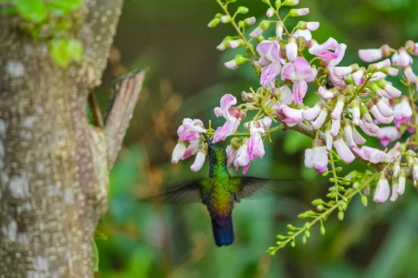 Smukke Botaniske Skud Naturlige Tapet - Stock-foto